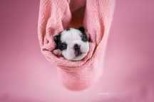 Boston Terrier ZKwP / FCI szczenięta