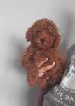 Pudel toy/miniaturowy gotowy do odbioru