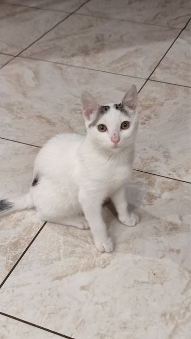 Віддам котика у добрі руки