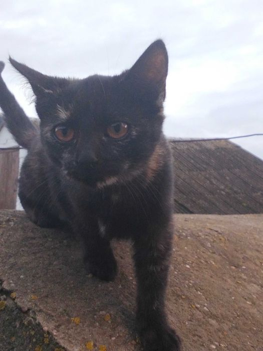 3-х місячна кішечка