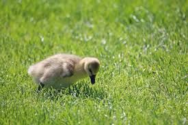 Бройлерні гусенята,качки,курчата,індики