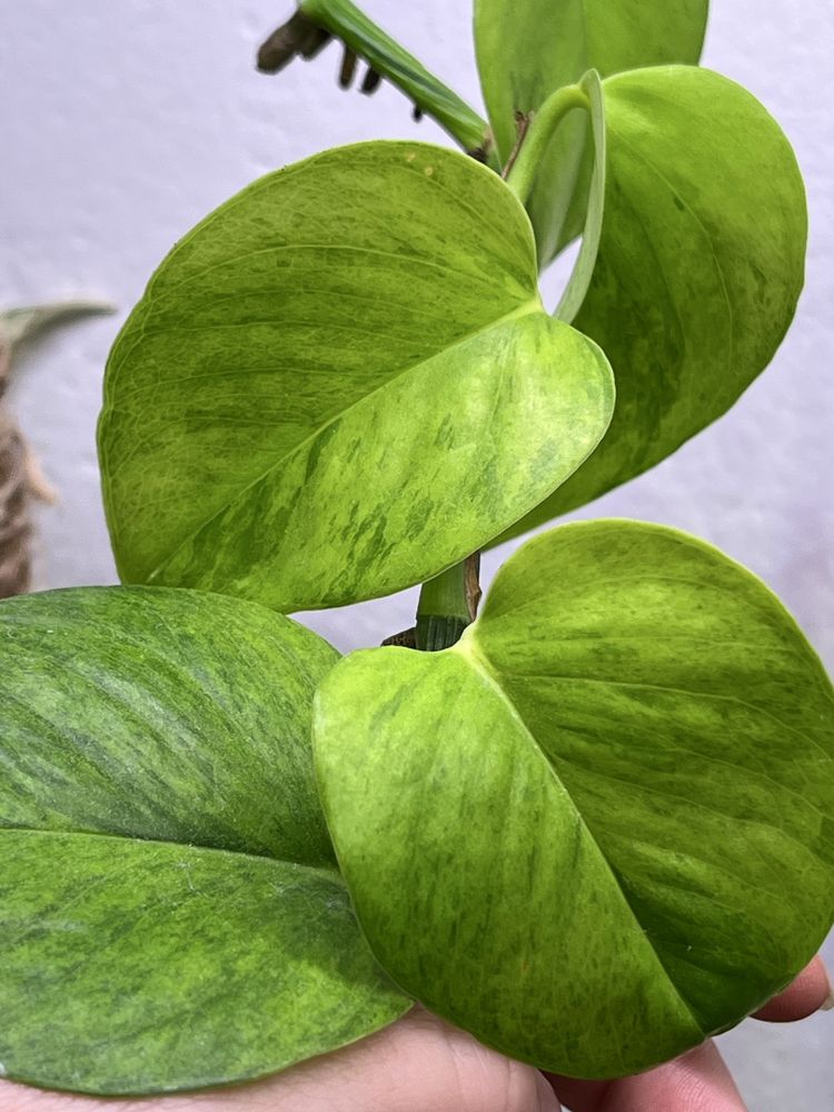 Epipremnum carnival ukorzenione