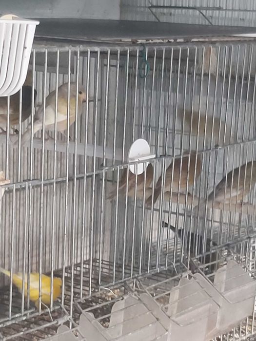 Lote de Canários Raça Espanhola