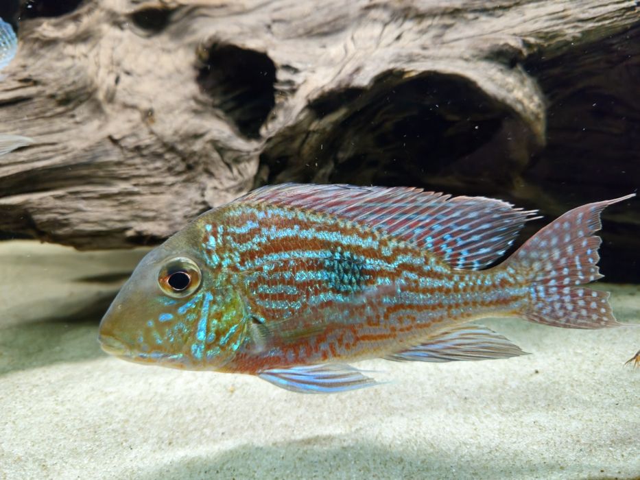 Geophagus Sveni Rio Parana