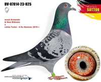 Gołąb gołębie pocztowe - Młode 2024 z rodowodem/ certyfikatem DNA