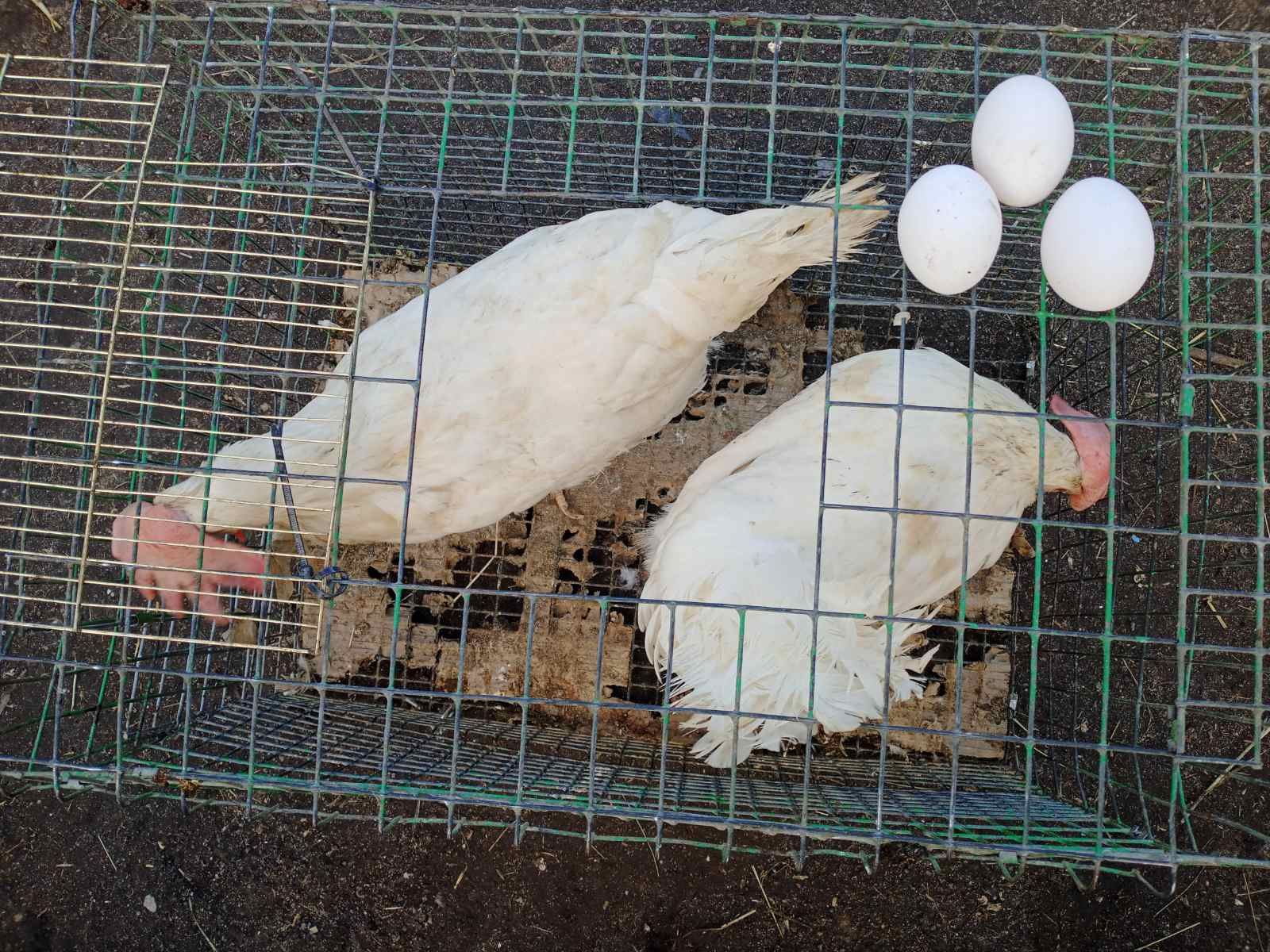 Продам білі кури