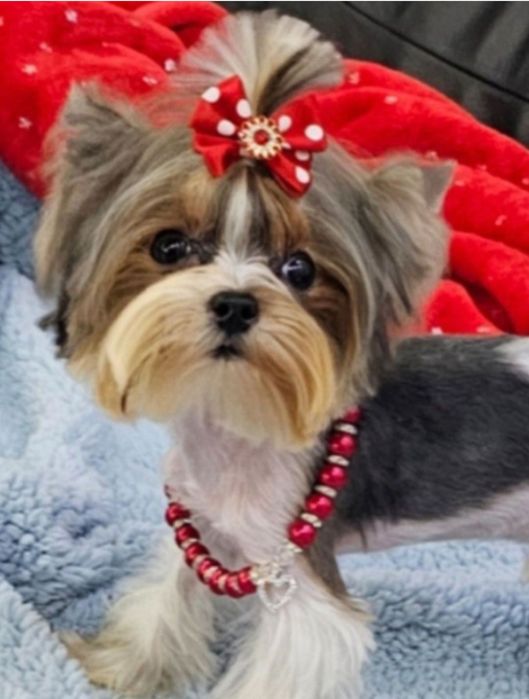 Malusieńki tylko 1.2kg!!! unikatowy pieseczek Biewer Terrier