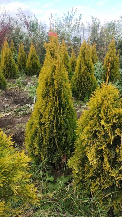 Туя смарагд +кашпо - є знижки