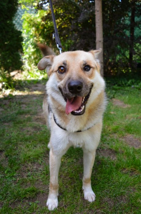 Adoptuj Oskarka przed zimą