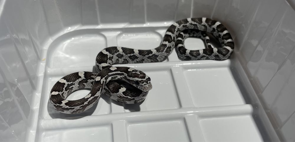 Wąż zbożowy z wyposażeniem