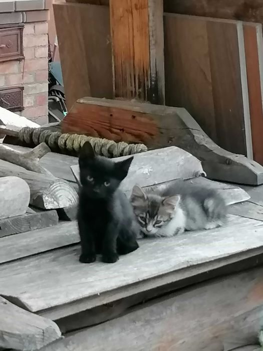 Дарю котят в добрые руки