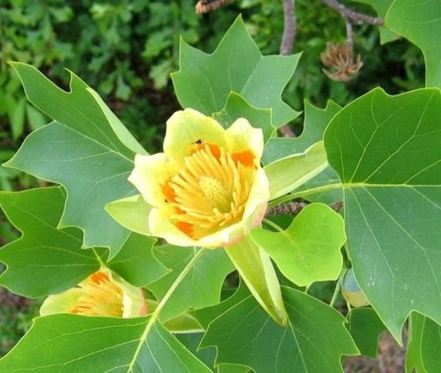 TULIPANOWIEC Amerykański 'Tulipifera' 1.8-2m WYS. Donica 65l Leszno