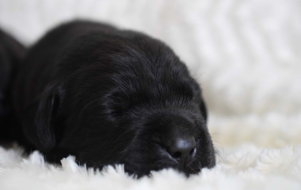Cudowny szczeniak Labrador Retriever FCI