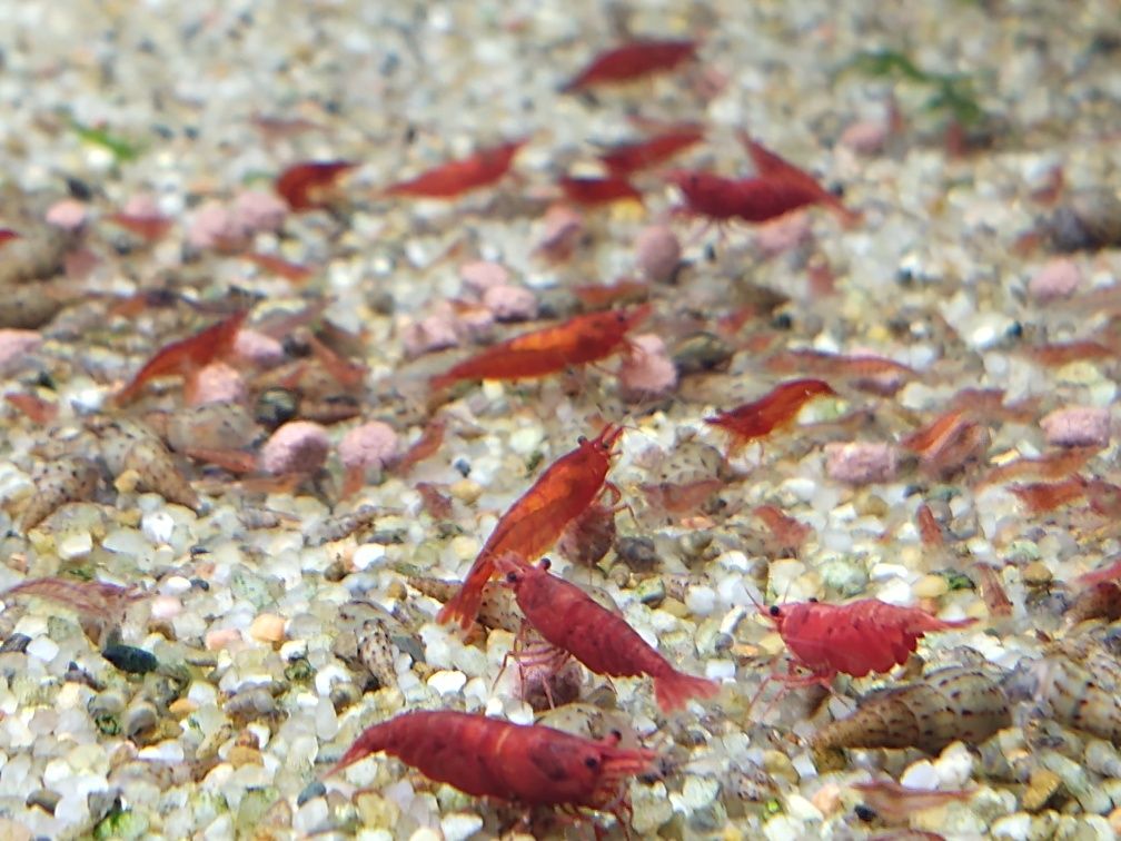 Krewetki Red Cherry/krewetka/Neocaridina Red Cherry