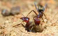 Экзотические муравьи | Iridomyrmex purpureus | Матка/Колонии