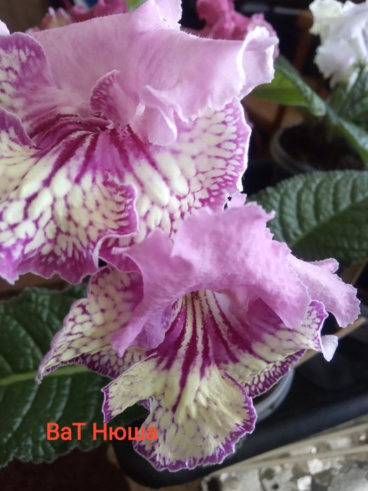 Стрептокарпуси(дітки)