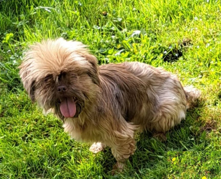 Dorosła suczka czekoladowa Shih Tzu