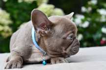 Buldog francuski sunia ALA