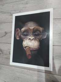 Obraz obrazek małpa ozdoba