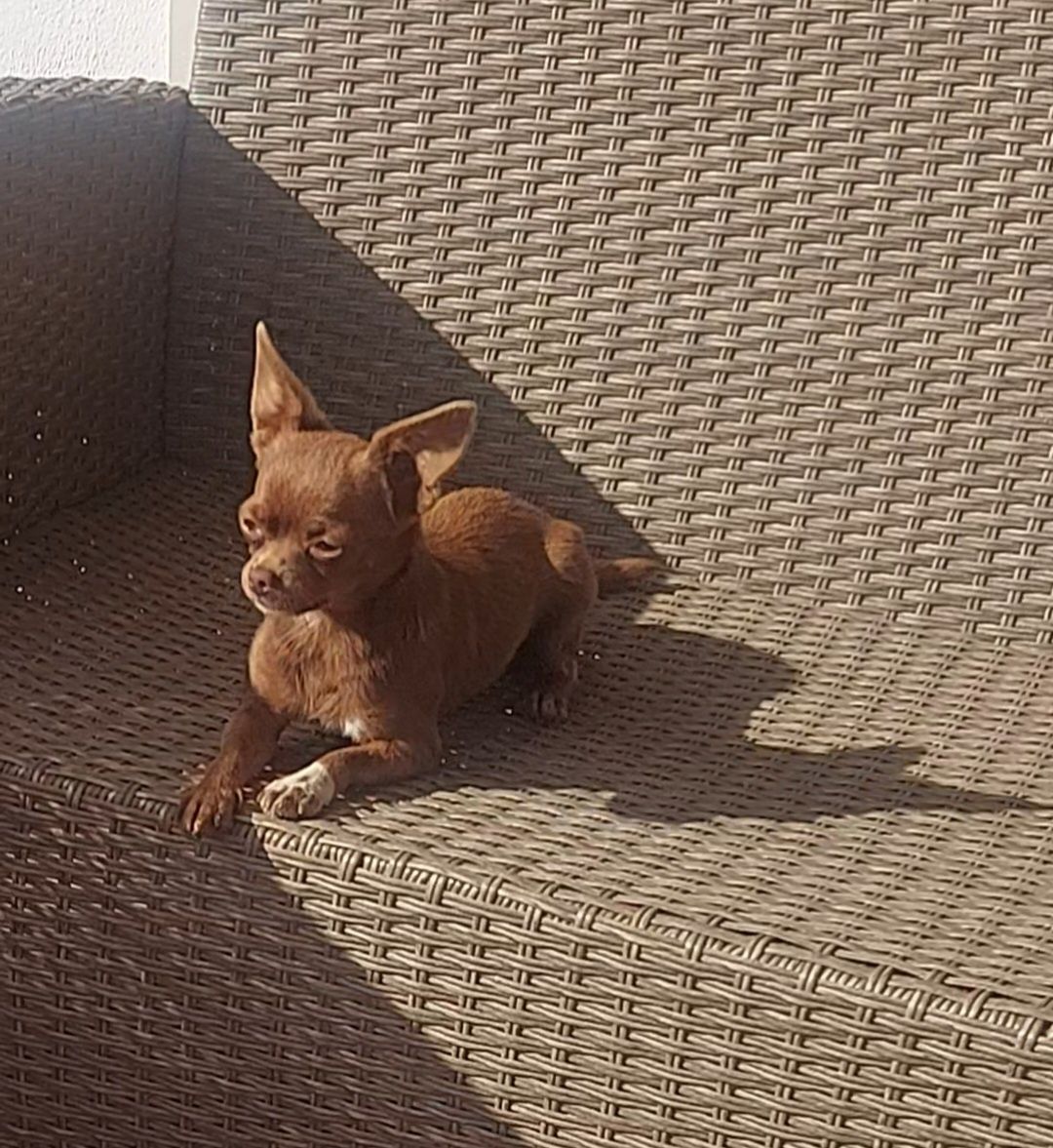 Chihuahua Fêmea  com Lop