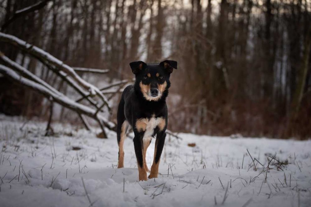 Pies Nr 598/23 ZORRO PsiKot Schronisko Chorzów