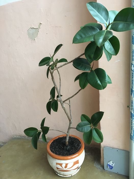 Фікус каучуконосний еластіка