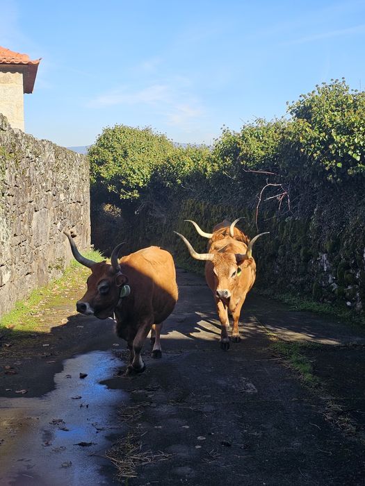 Vacas cachenas registadas