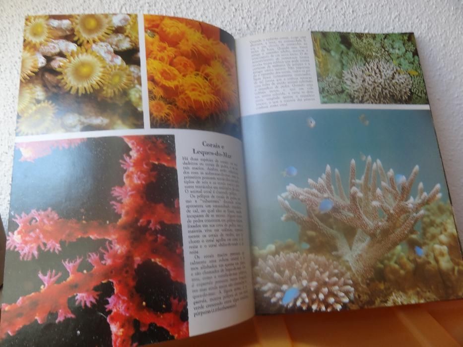 Fantástico Universo - Vida no Mar