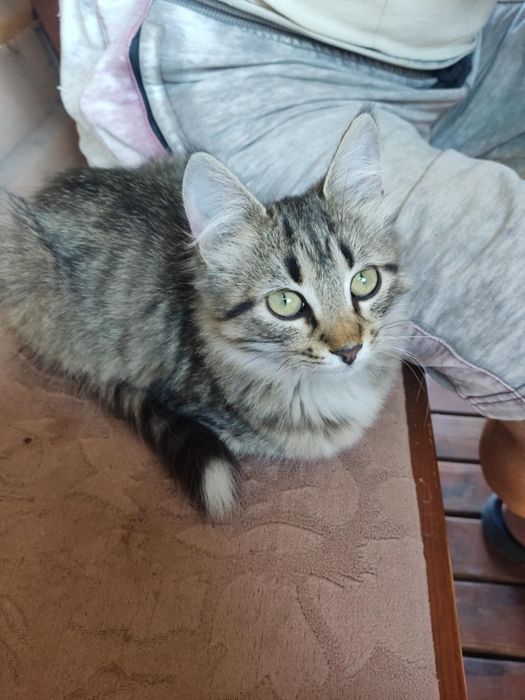 Котята милые бесплатно. Кот. Кошка котенок даром