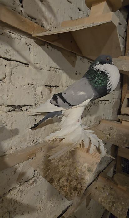 Garłacz Pomorski samiec 25