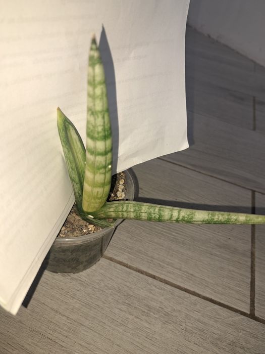 Рідкісні сансевієрії арбойо срібний і Bonsel Angel