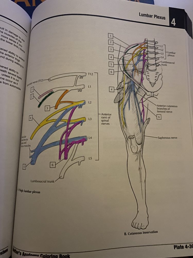 anatomia nettera do kolorowania
