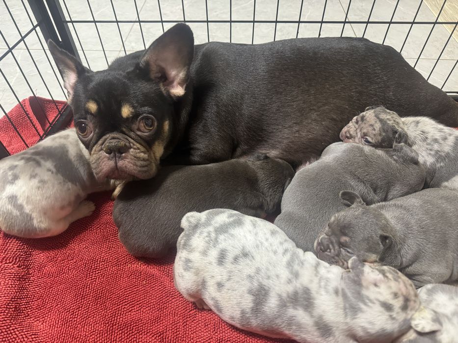 Цуценята яких мало! Доставка по Україні та за кордон! Розплідник