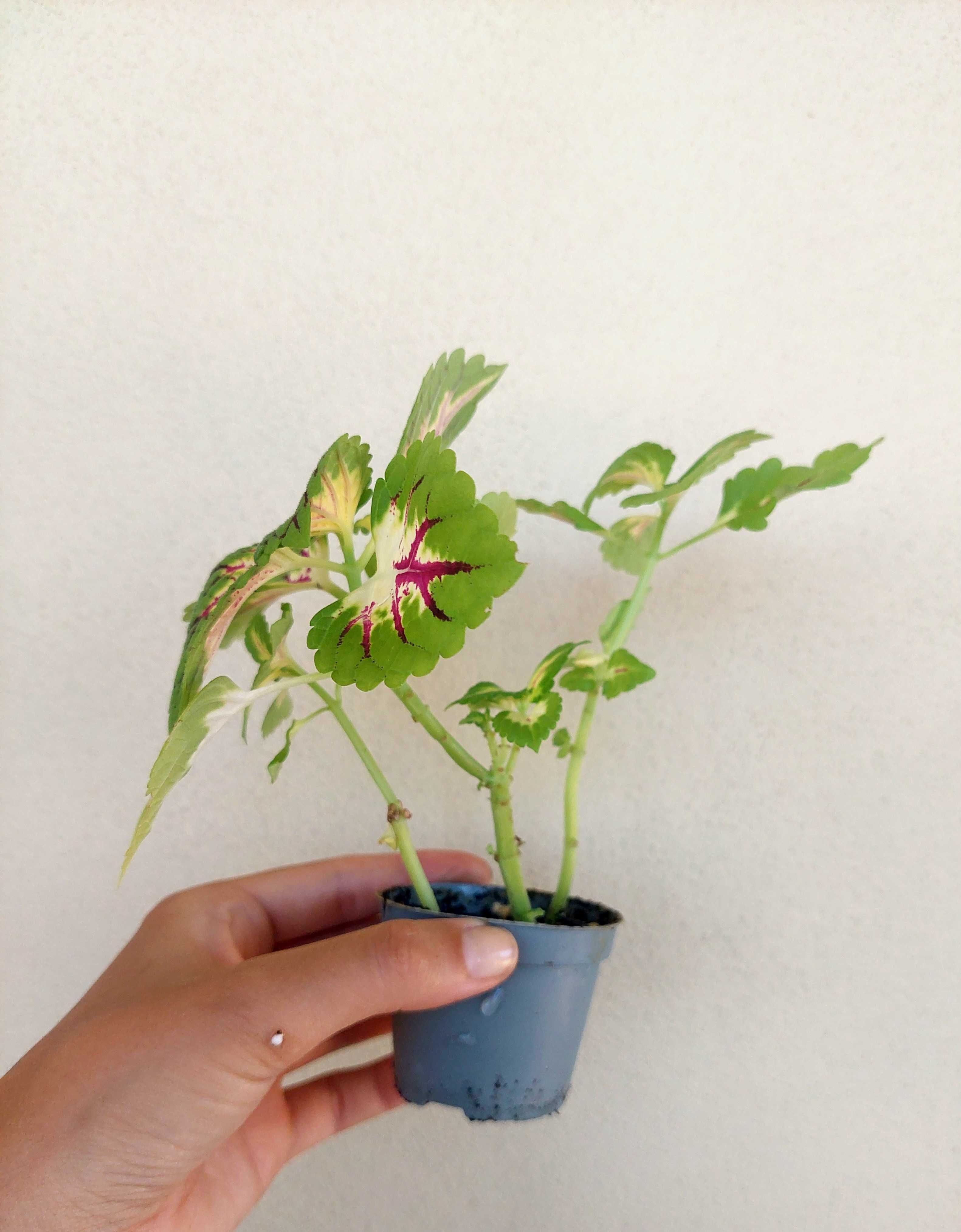 Planta Coleus Híbrido