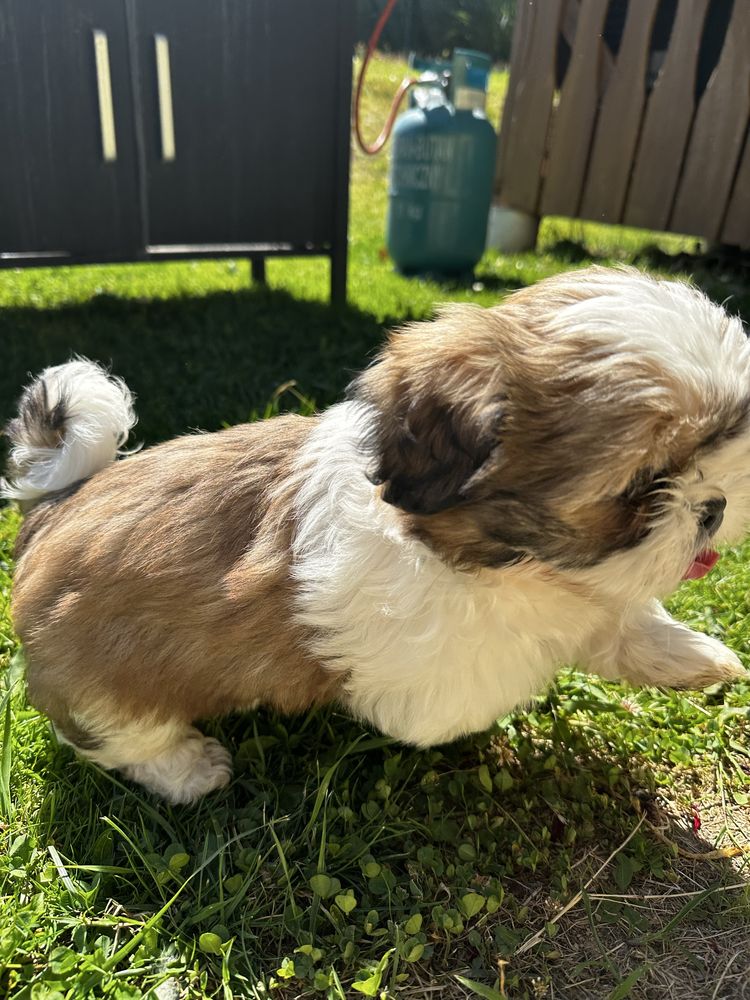 Shih tzu Piękny Piesek Gotowy do odbioru !