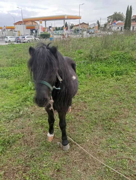 Ponei montado engatado manso
