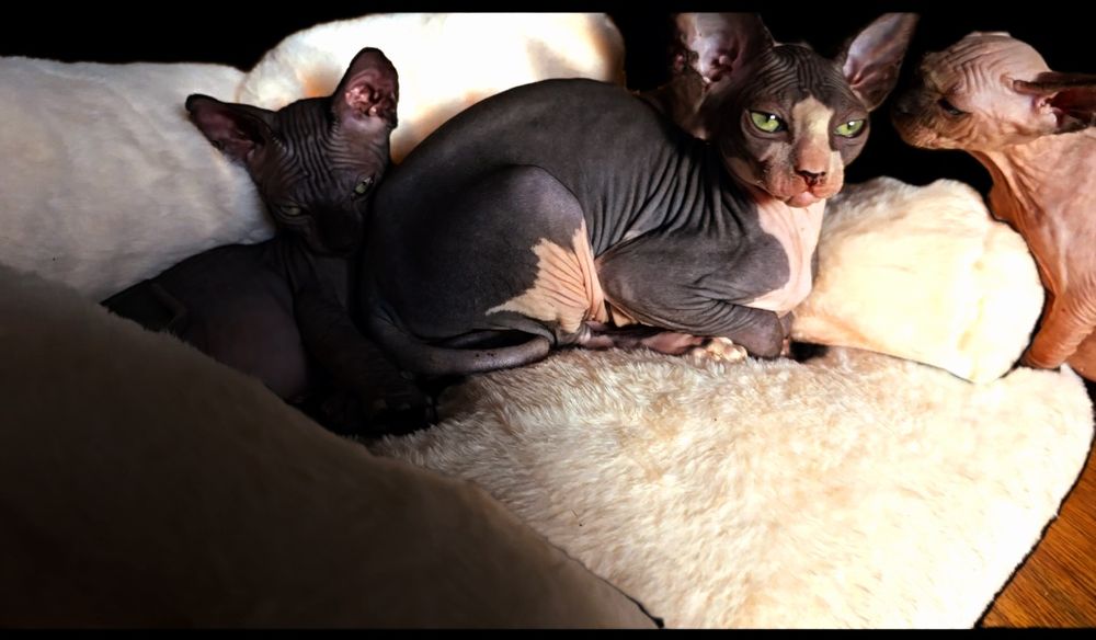 Kot sfinks przepiękny przekochany kocurek grzeczniutki