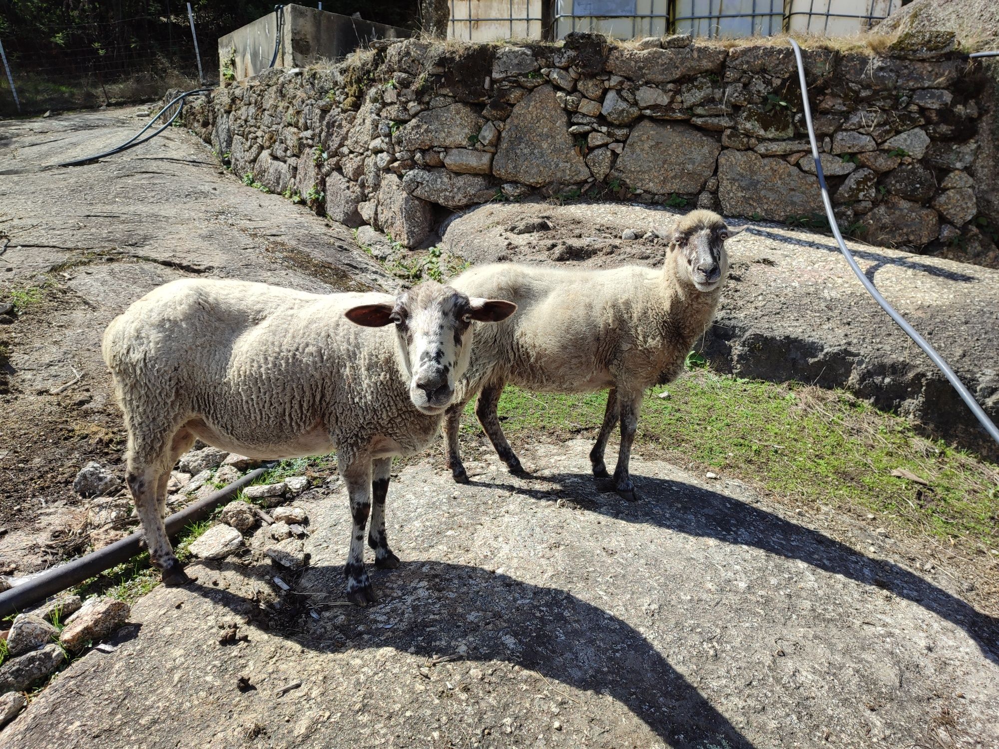 2 Ovelhas para Venda