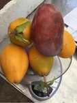 Maracuja alata caseiros