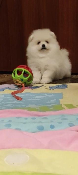 Померанский шпиц. Девочка