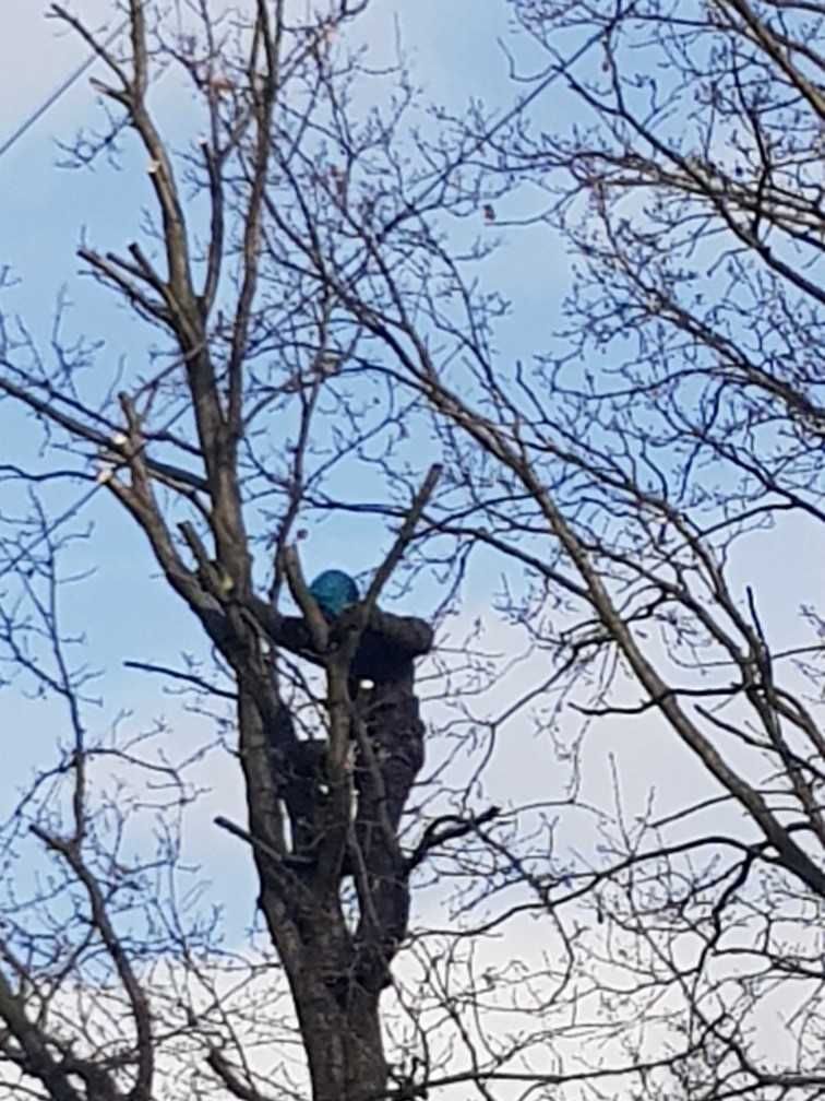 Wycinki, pielęgnacja drzew. Usługa odkleszczania i odkomarzania.