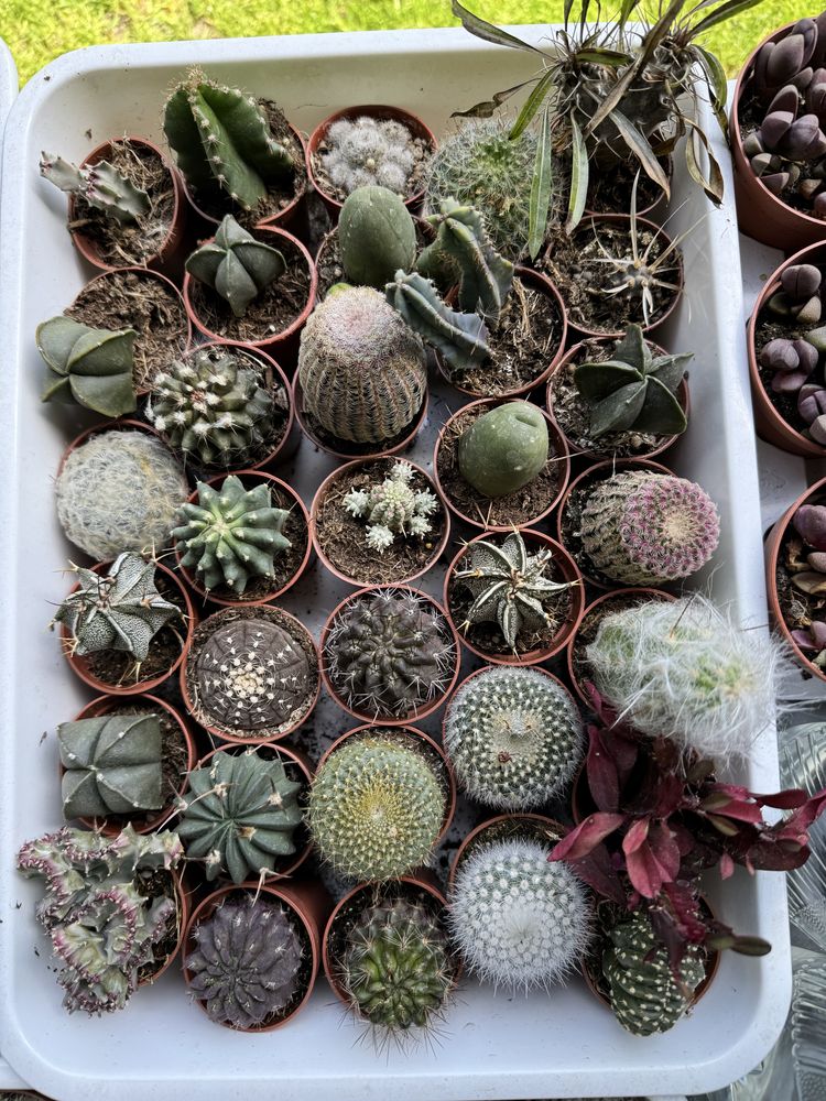 Cactus кактус кактуси сукуленти succulent