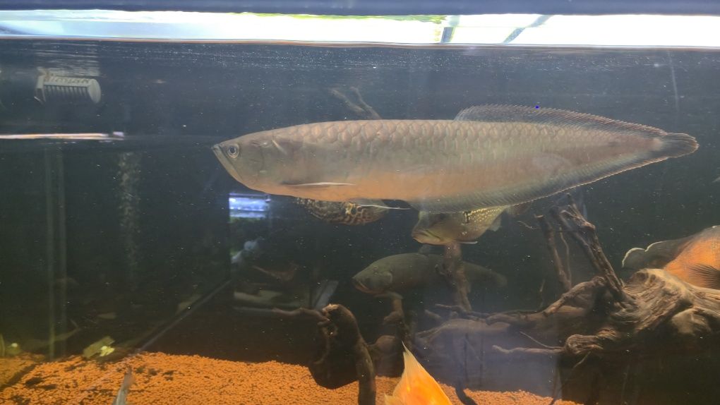 Arowana BLACK exemplar unico 45/50cm