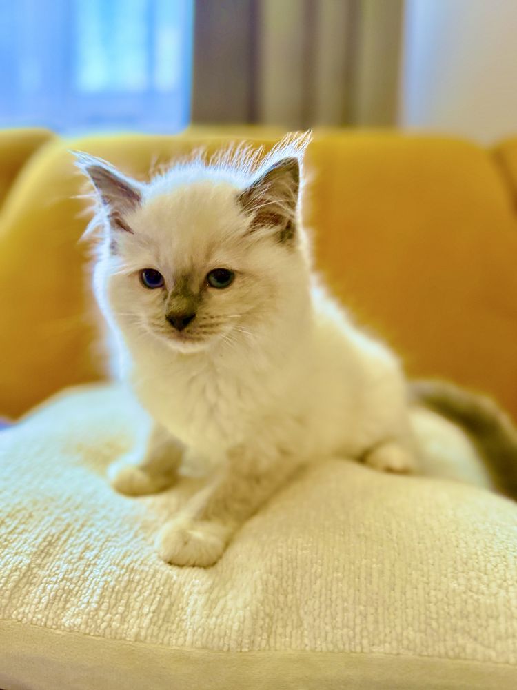 Kotka Ragdoll z rodowodem