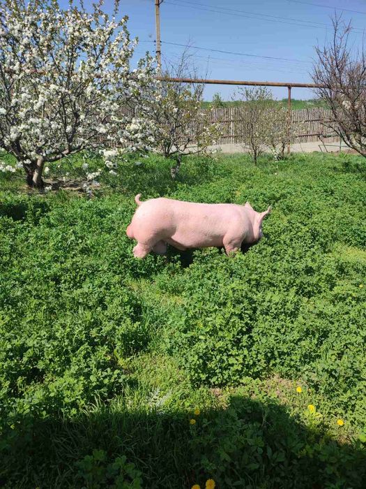 Сімя кнура осіменіння спермодоза