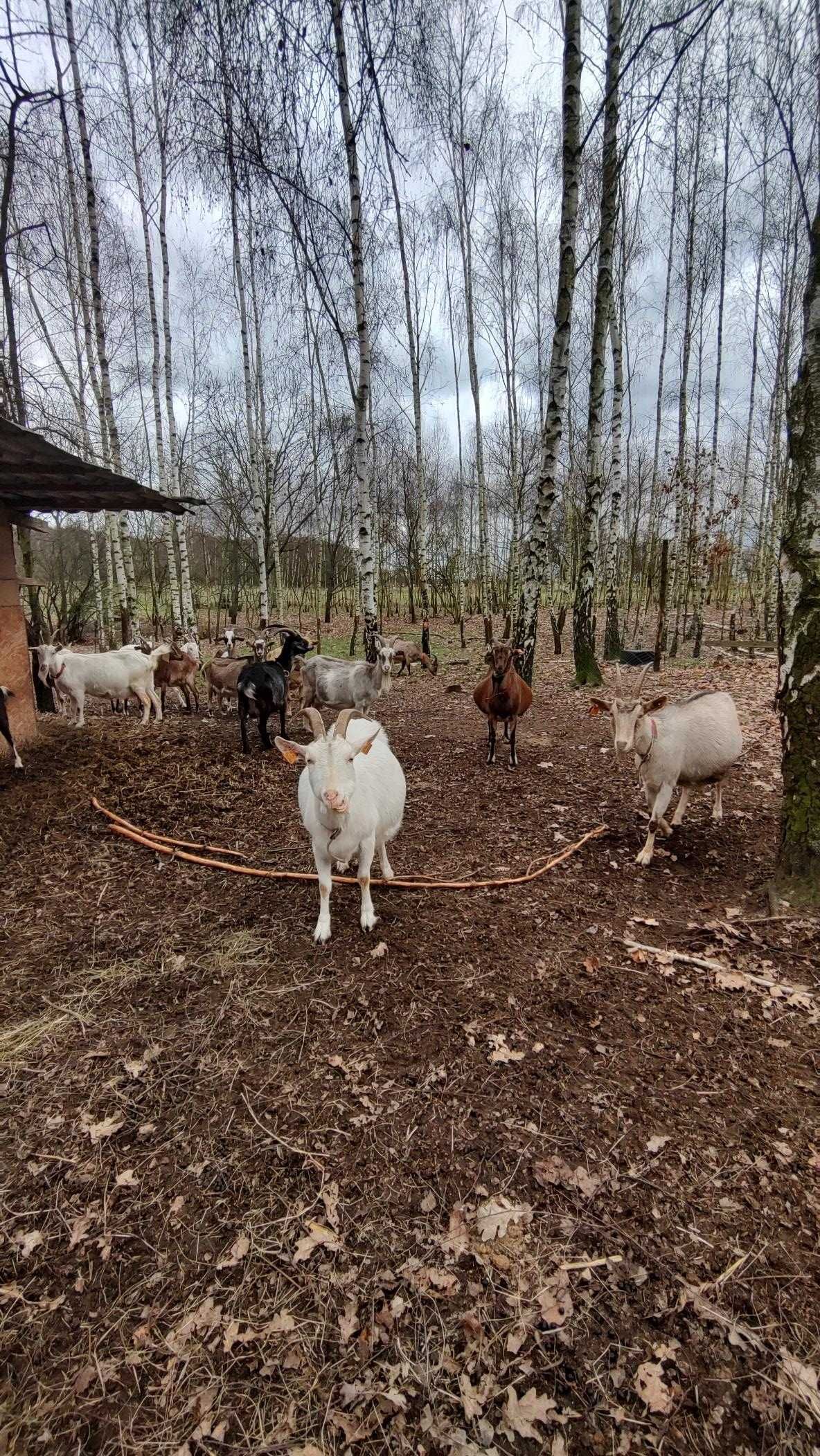 Kozie mleko, od szczęśliwych kóz, 100% ekologiczne