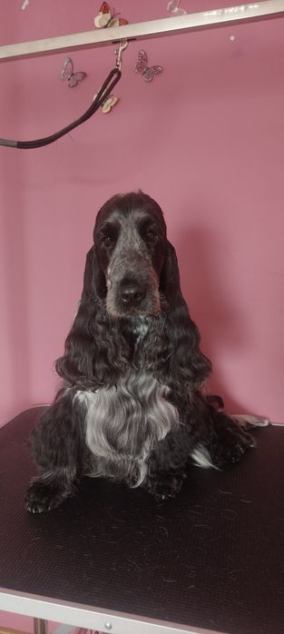 Cocker spaniel angielski blue roan