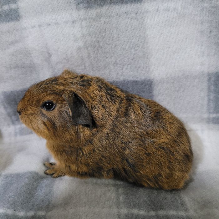 Świnka morska gładkowłosa samiec