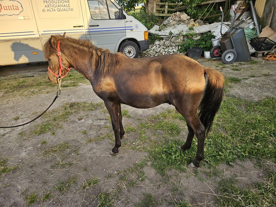 Sprzedam konika ogierka