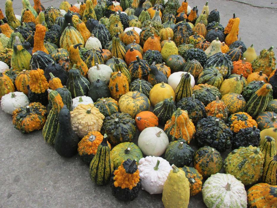 Dynia ozdobna - 10 szt